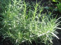 Rosemary is a little harder to germinate, it must be on top of the soil because light has to hit the seed in order for it to pop out of its shell.